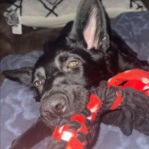 Meet your Posher, Mackenzie